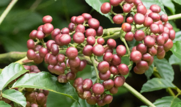 fruit Voice Of Freedom