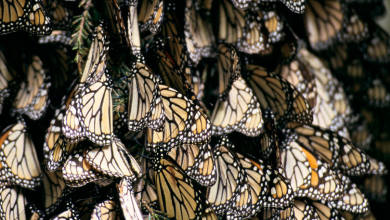 but Voice Of Freedom