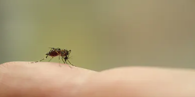 mos Voice Of Freedom